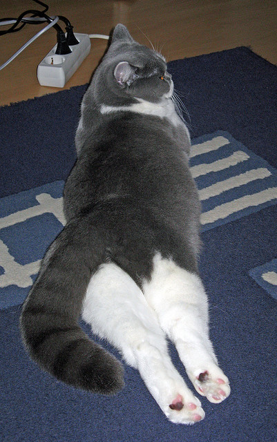 中国足球年度比赛节奏波动图表,中国足球的比赛