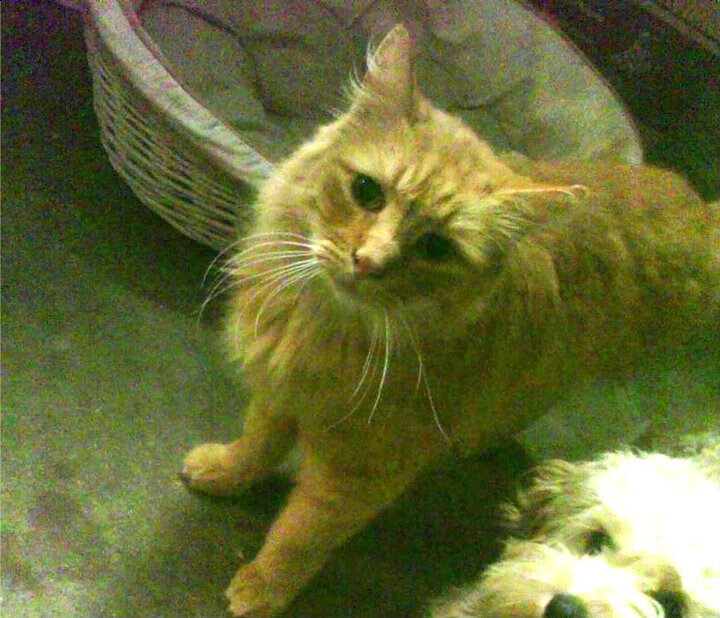 华体会官网-丹·卡特：为全黑队的比赛添加战术层次和深度，丹尼尔卡特