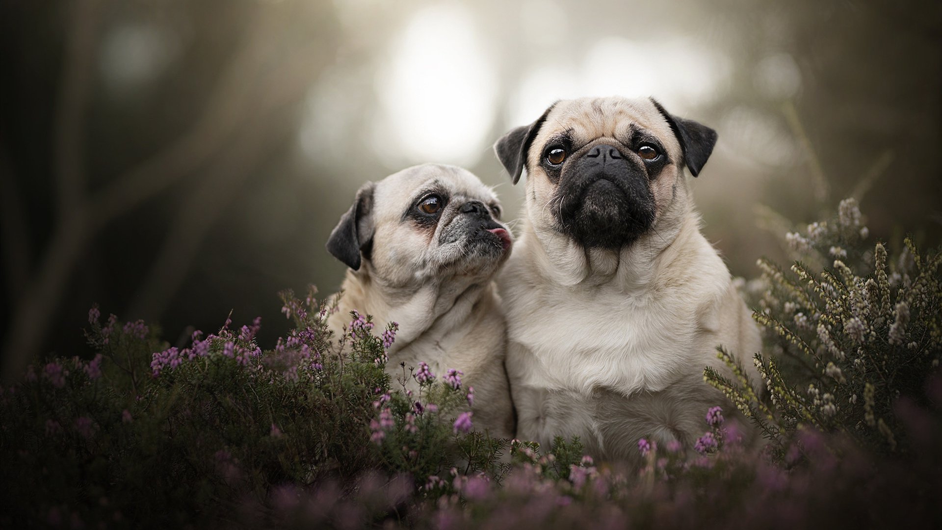 华体会官方网站-德甲比赛战况激烈：攻防转变令人屏息，德甲赛制规则