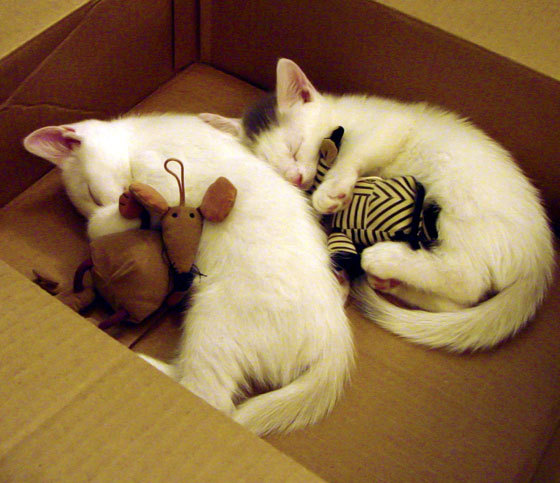 意甲教练战术板首次曝光,意甲教练年薪排行