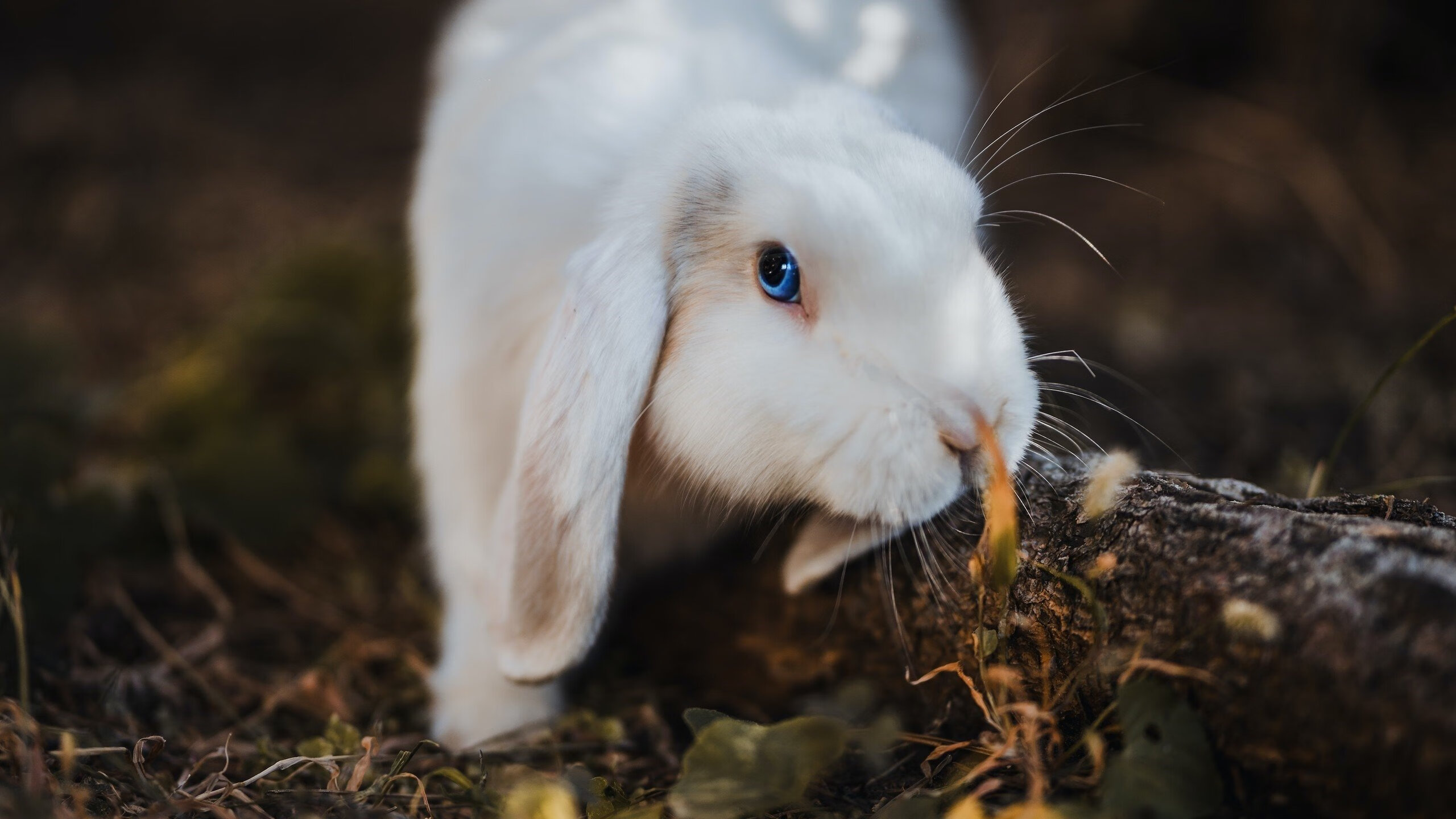 华体会在线登录-法甲变阵奇兵：战术创新赢得未来！，法甲变天