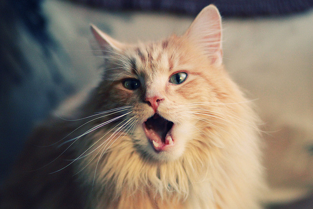 1亿转会费震撼欧冠赛场,尤文多特对决精彩纷呈,尤文转会投入